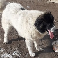 Куче пазач, снимка 3 - Каракачанска овчарка - 44445562