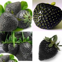 50 семена от плод черна ягода черни ягоди органични плодови ягодови семена от вкусни ягоди отлични , снимка 10 - Сортови семена и луковици - 37706890