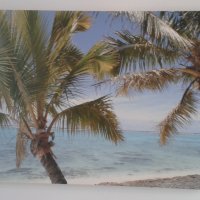 Колекция от 2 принта с палми върху канава, снимка 5 - Картини - 44302573