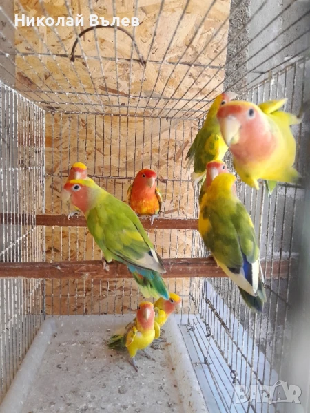 6 Розовобузи неразделки , снимка 1