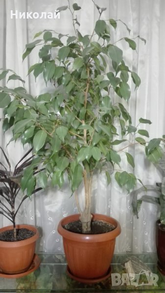 Бенджамин Фикус 150 см., снимка 1