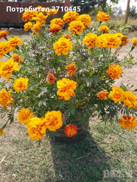 Семена от тагетис, невен, ирис, здравц, цветя, снимка 1