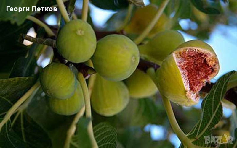 Смокини сорт Бяла Кадота., снимка 1