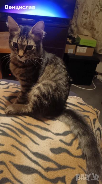 Подарявам малко коте,на 5 месеца. , снимка 1