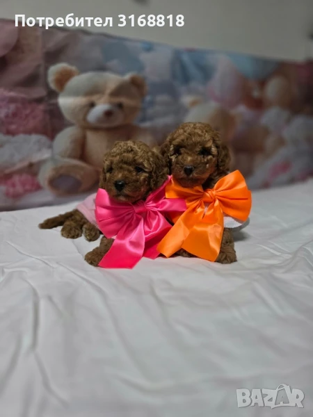 той пудел , снимка 1