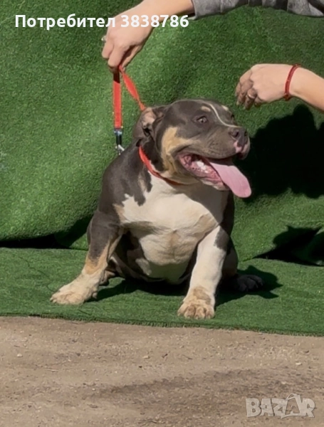 Американско були покет, снимка 1