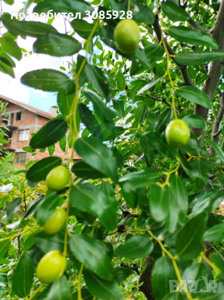 👀Фиданка Хинап на гол корен- декоративно дърво с екзотични, лековити плодове, снимка 1