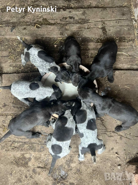 Кучета Курцхаар, снимка 1