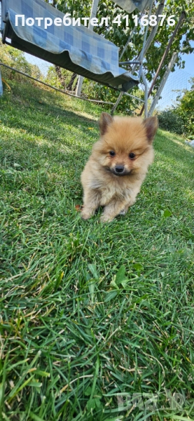 Мини Померан, снимка 1