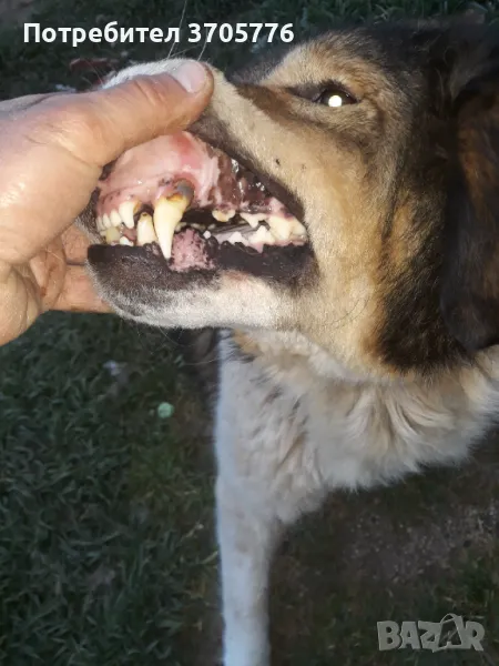 Каракачански кутраци, снимка 1