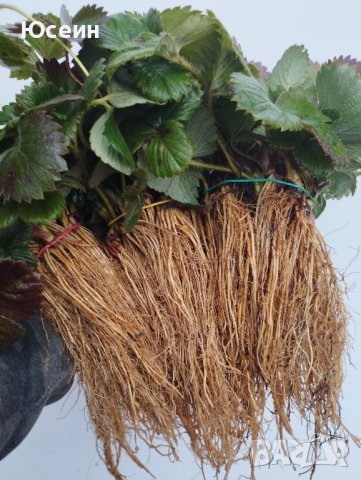 Разсад ягоди,къпини,касис., снимка 6 - Сортови семена и луковици - 27877155