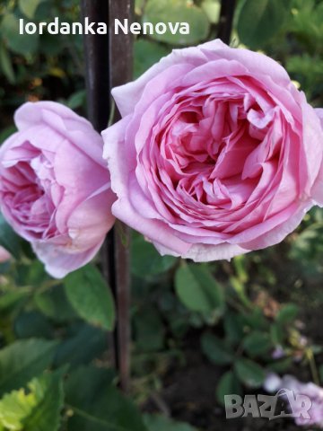 Роза, снимка 1 - Градински цветя и растения - 36999792