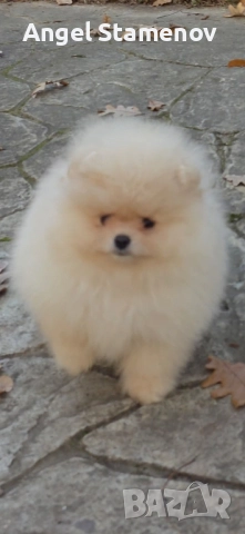 Померан,мини момченца с родословие!, снимка 10 - Померан - 52471328