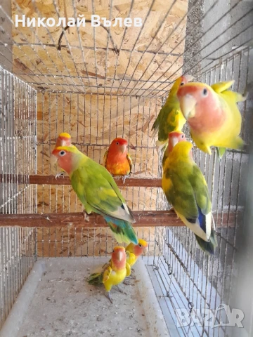 6 Розовобузи неразделки , снимка 1