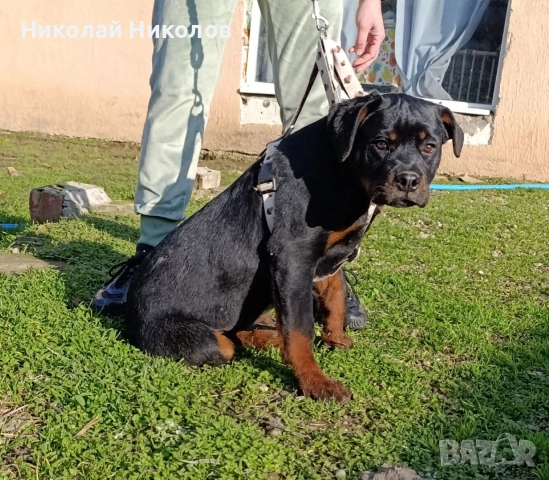 Ротвайлер 