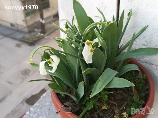 саксия с кокичета и луковици 1502241518, снимка 2 - Градински цветя и растения - 44307999