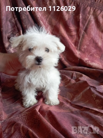 Малтийска болонка момиче , снимка 3 - Болонка - 54310763