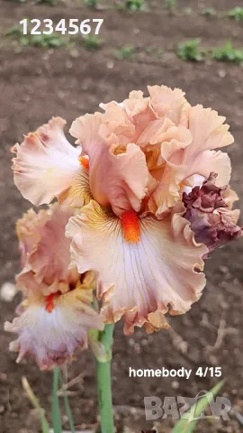 Сортови ириси високи брадати ириси Ризоми, снимка 5 - Градински цветя и растения - 50398180