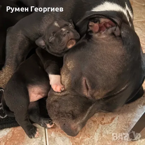 Американско були , снимка 3 - Други - 55731870