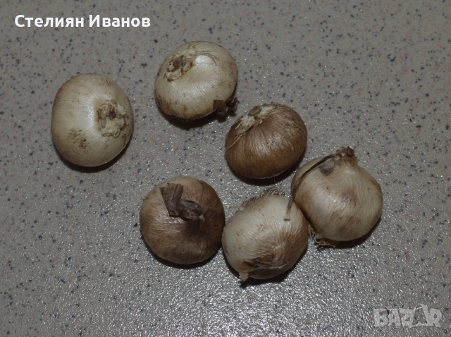 Бяла трителея (Triteleia hyacinthina) – луковици, снимка 2 - Сортови семена и луковици - 52372660