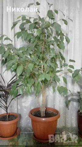 Бенджамин Фикус 150 см.