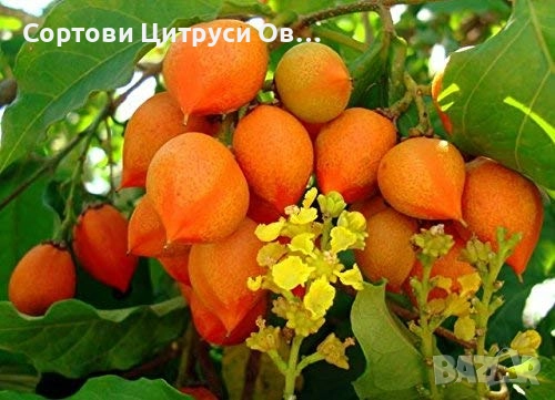 Дърво Фъстъчено масло -Bunchosia grandulifera