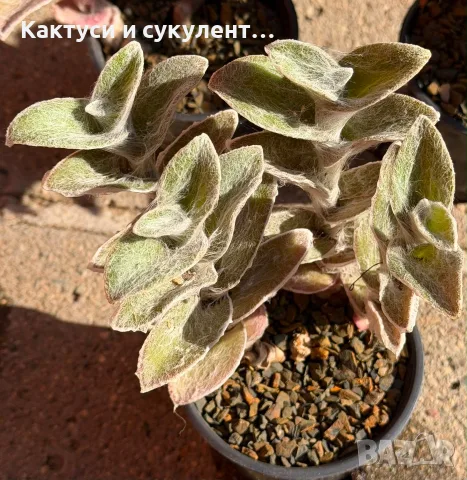 Сукулент Tradescantia sillamontana растение , снимка 5 - Градински цветя и растения - 54982725