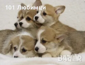 Уелско Корги , снимка 6 - Други - 47446086