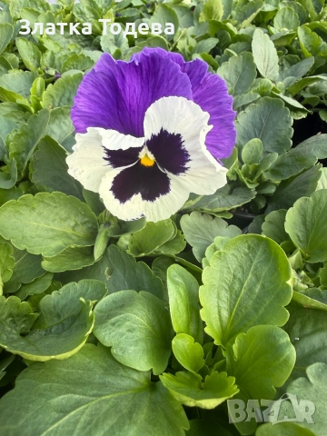 Едроцветна Теменужка , снимка 1