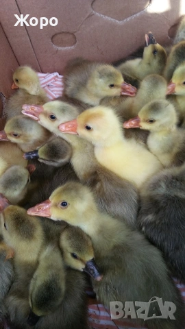 малки гъсета Толузки и Померански, снимка 6 - други­ - 27662101