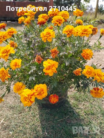 Семена от тагетис, невен, ирис, здравц, цветя