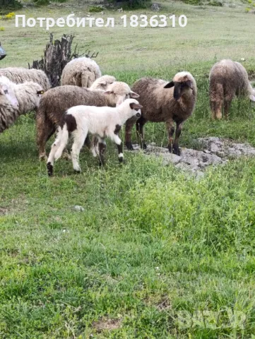 Агнета балкански 