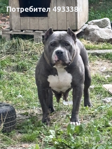 American Bully XL/Американско Були ХЛ, снимка 6 - Питбул - 56415334