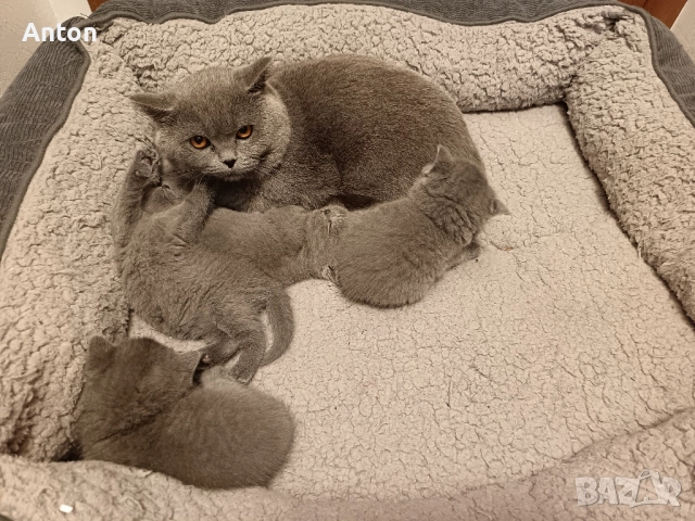 Британчета, снимка 2 - Британска късокосместа - 52557328