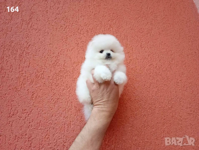 Бяло момченце. Померан. Снимки от днес!