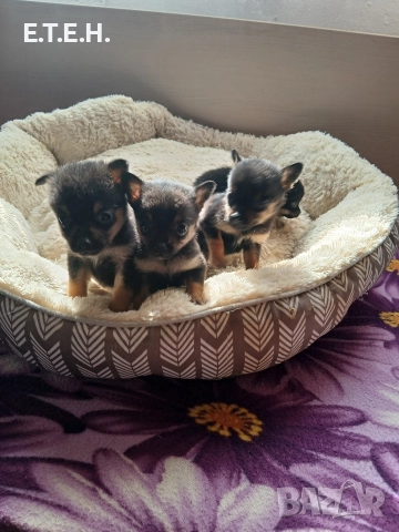 мини Пончи. 1,8 гр 350 лв, снимка 3 - Померан - 52934193