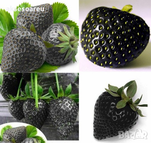 200 семена от плод черна ягода черни ягоди органични плодови ягодови семена от вкусни ягоди отлични , снимка 10 - Сортови семена и луковици - 37706890
