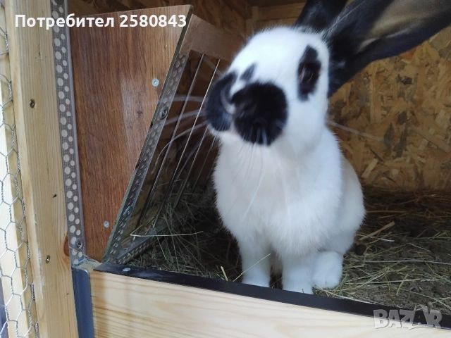 Зайци немска пеперуда чисти, снимка 3 - Други - 54154671