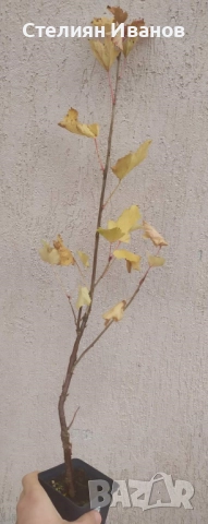 Касис, черно френски грозде (Ribes nigrum 'Titania'), снимка 7 - Градински цветя и растения - 52354434