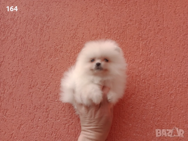 Мъжки и женски Померани. Реални снимки от 22.03.26 г. Различни възрасти!, снимка 7 - Померан - 53948031