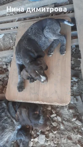 малко дратхаарче