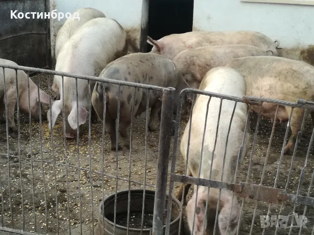 ПРАСЕТА. АКЦИЯ - ОТ 90 ЕВРО., снимка 5 - Прасета - 56078357