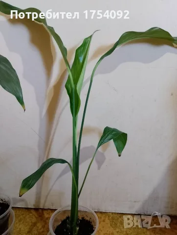 Spathiphyllum Sebastian , снимка 2 - Стайни растения - 55887119