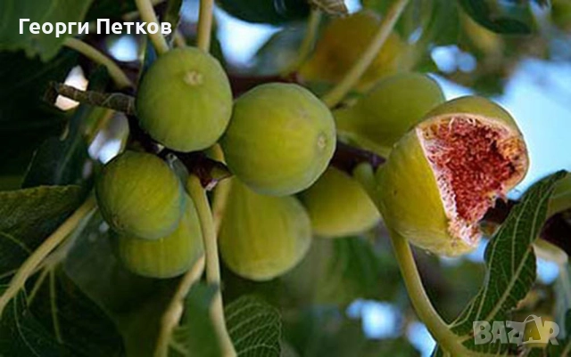 Смокини сорт Бяла Кадота.