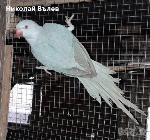 Малки александри , снимка 2 - Папагали - 51923458