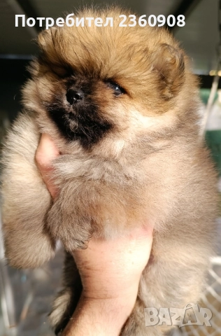 померан, мини померан , снимка 4 - Померан - 52628299