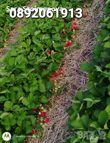 Разсад ягоди, снимка 6 - Разсади - 54056117