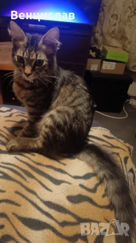 Подарявам малко коте,на 5 месеца. 