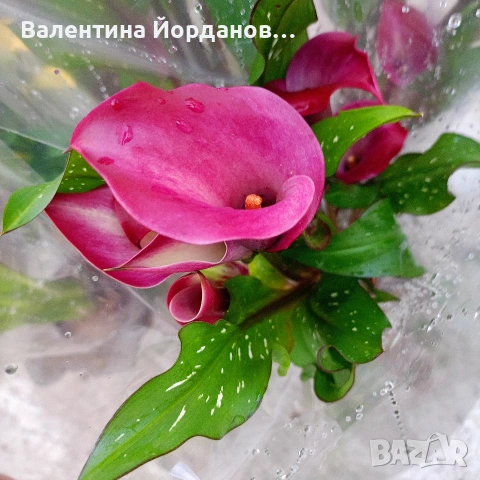 кала три цвята , снимка 7 - Градински цветя и растения - 54250718