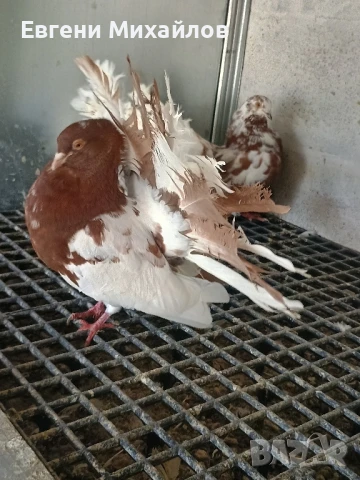 Фенерлии, снимка 2 - Гълъби - 51306331